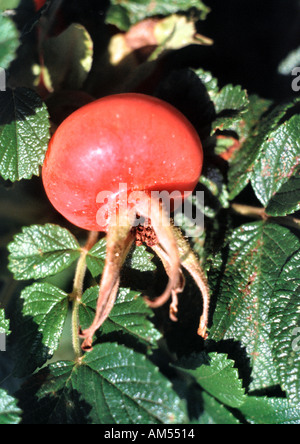 Corpo fruttifero di Rosa Frau Dagmar Hartop o Fru Dagmar Hastrup rugosa che cresce in Lancashire Inghilterra Foto Stock
