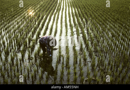 La donna la piantagione di riso bagnati di Taiwan Foto Stock
