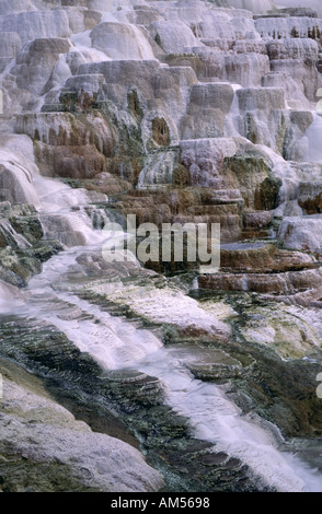 Mammot primavera calda Yellowstone Foto Stock