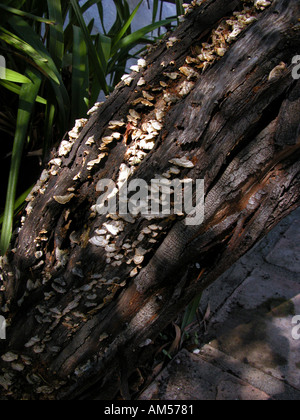 Il Lichen coperto ceppo di albero, indicatore di impianto di specie botaniche botanico registro coperto ceppo di albero vecchia natura naturale vita ancora chiudi Foto Stock