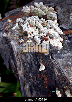 Spagnolo (Slug Arion lusitanicus) su lichen coperti log, Spagna, Foto Stock