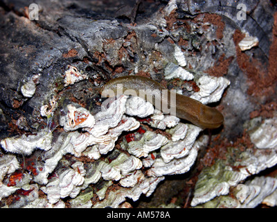 Spagnolo (Slug Arion lusitanicus) su lichen coperti log, Spagna, Foto Stock