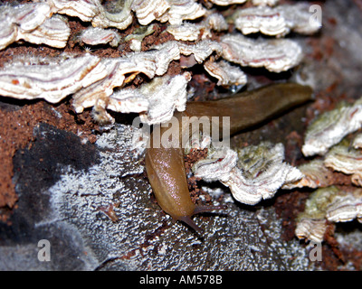 Spagnolo (Slug Arion lusitanicus) su lichen coperti log, Spagna, Foto Stock