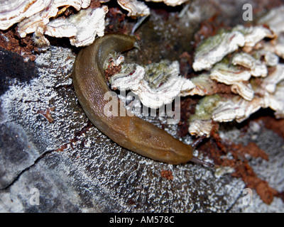 Spagnolo (Slug Arion lusitanicus) su lichen coperti log, Spagna, Foto Stock