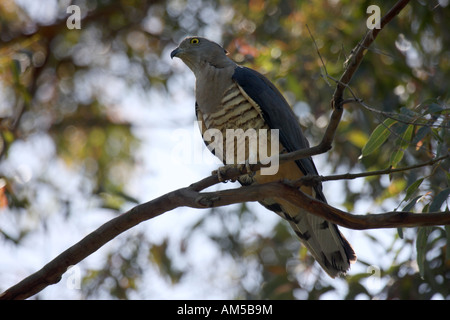 Crested hawk (Pacific baza) aviceda subcristata, singolo adulto arroccato nella struttura ad albero Foto Stock