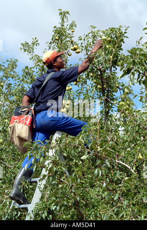 Frutticoltura. La raccolta di pere Packhams nell'Overberg vicino al Elgin Western Cape Sud Africa Foto Stock