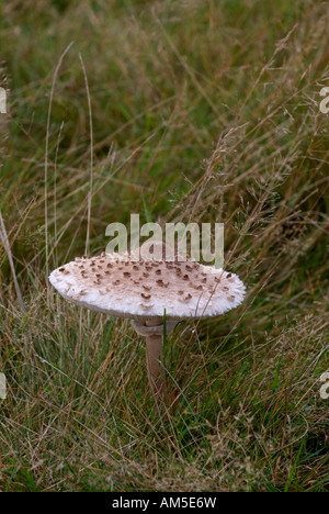 Ombrellone Toadstool - Lepiota procera Foto Stock