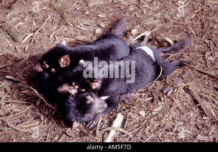 Diavoli della Tasmania dormendo, Tasmania Australia Foto Stock