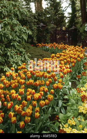 Tulipani ai Royal Botanical Gardens di Hobart, Tasmania, Australia Foto Stock