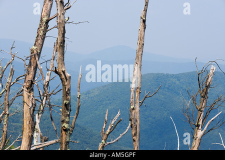 Blue Ridge Virginia noi. Danni sul Fraser fir e la cicuta fatto mediante il balsamo lanosi Adelgid, un introdotto afide di Pest. Foto Stock