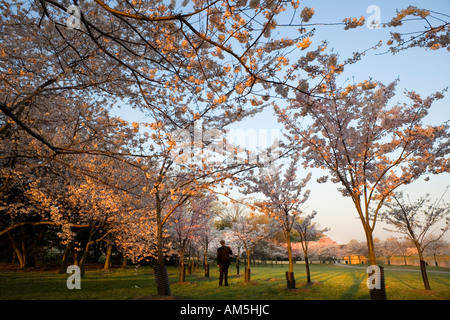 Uomo in business suit vagando sotto la fioritura dei ciliegi alberi in Washington DC molto presto la mattina prima della folla venire a. Foto Stock