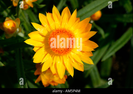 Giardino giallo uvularia, Helichrysum bracteatum, Sud Africa Foto Stock