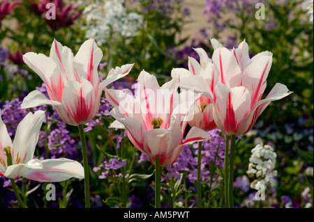 La fioritura del giglio tulipani con annoso stock, Matthiola incana Foto Stock