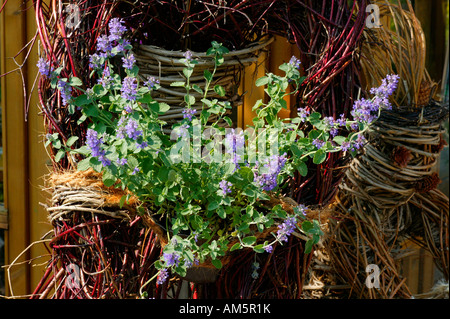 Sage in con la sistemazione Foto Stock