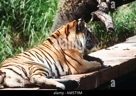 Riposo della tigre Foto Stock