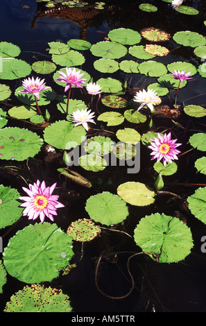 Colorati gigli d'acqua su un laghetto, Florida, Stati Uniti d'America Foto Stock