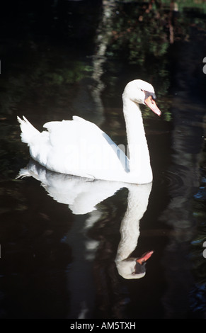 Swan nuoto su un lago, Florida, Stati Uniti d'America Foto Stock