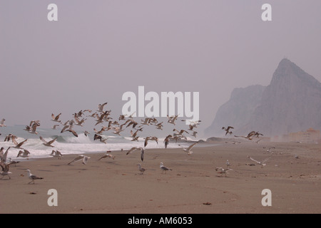 La Rocca di Gibilterra visto dalla spiaggia di La Linea de la Concepcion la provincia di Cadiz Cadice Spagna Foto Stock