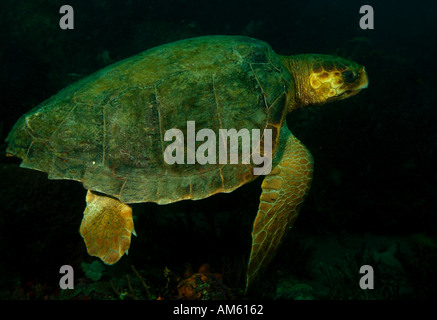 Kemp's Ridley Sea Turtle, Oceano Atlantico, al largo della Florida Foto Stock