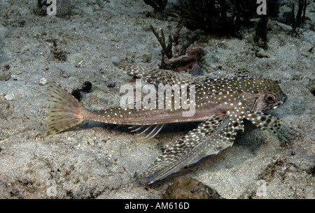 Flying pesce cappone, Oceano Atlantico, al largo della Florida Foto Stock