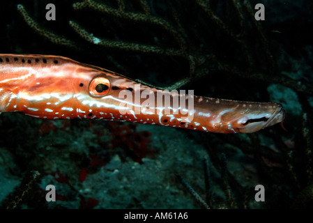 La tromba di pesce Oceano Atlantico, al largo della Florida Foto Stock