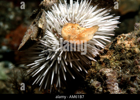 Variegata di Urchin, Oceano Atlantico, al largo della Florida Foto Stock