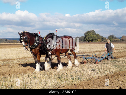 Shire cavalli durante un plowling corrispondono a Chichester West Sussex Regno Unito Foto Stock