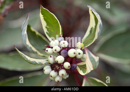 Corniolo Cornus Al Elegantissima Foto Stock