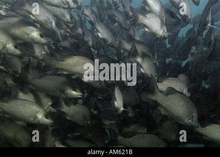 Scuola di gray snapper pesce, Oceano Atlantico, al largo della Florida Foto Stock