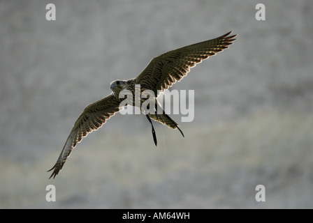 Flying Saker Falcon (Falco cherrug ) Foto Stock