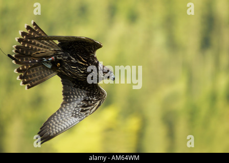 Flying Saker Falcon (Falco cherrug ) Foto Stock