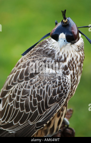 Saker Falcon Falco cherrug) con il cofano anteriore Foto Stock