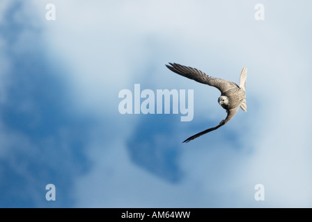 Saker Falcon Falco cherrug) battenti Foto Stock