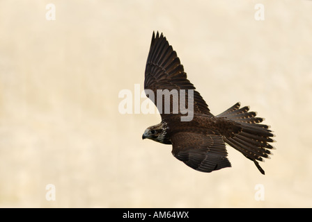 Saker Falcon Falco cherrug) battenti Foto Stock