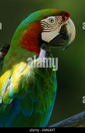 Grande Green Macaw (Ara ambiguus) Foto Stock