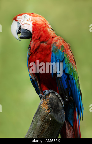 Scarlet Macaw (Ara macao) Foto Stock