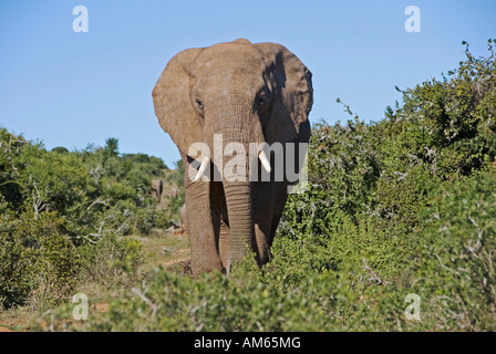 Nel Parco Nazionale di Addo vivono più di trecento Elephants-African Elefante africano (Loxodonta africana)nel Parco Nazionale di Addo S Foto Stock