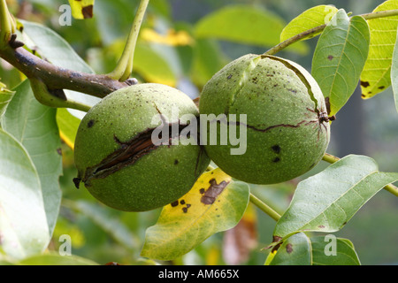 Frutto di Noce comune (Juglans regia), dadi ancora nel guscio Foto Stock