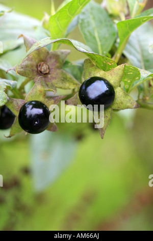Frutti di Deadly Nightshade (Atropa belladonna) Foto Stock