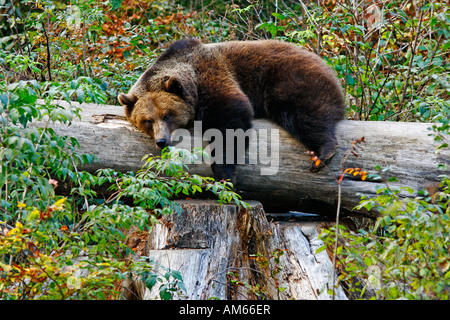 L'orso bruno (Ursus arctos) giacente sul tronco di albero, involucro esterno della Foresta Bavarese, Germania Foto Stock