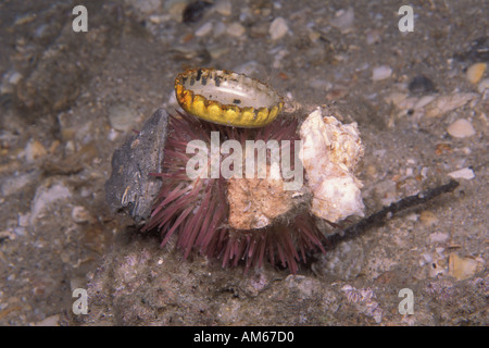 Variegata di Urchin Lytechinus variegatus con i detriti Foto Stock