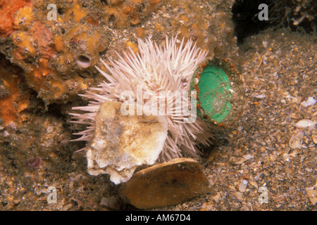 Variegata di Urchin Lytechinus variegatus con i detriti Foto Stock