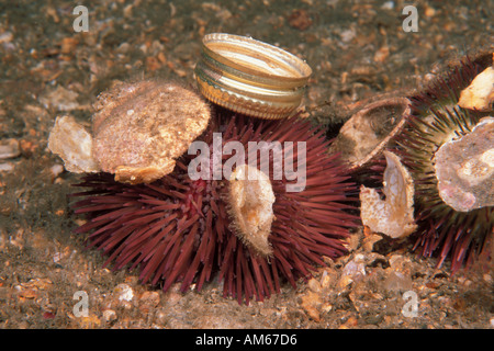 Variegata di Urchin Lytechinus variegatus con i detriti Foto Stock