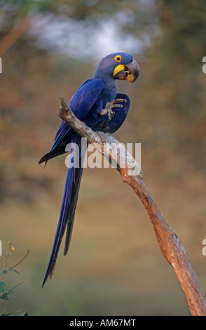 Ara Giacinto (Anodorhynchus hyacinthinus) ingestione, Pantanal, Brasile, Sud America Foto Stock