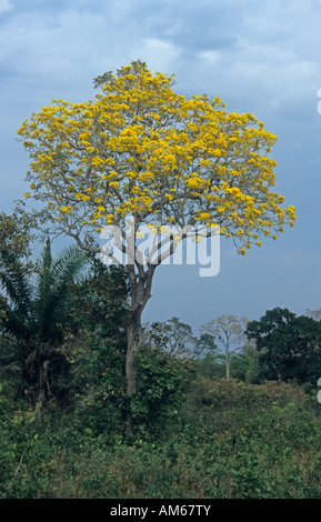 Fiore giallo oro tromba Tree (Tabebuia ochracea) Pantanal, Brasile, Sud America Foto Stock