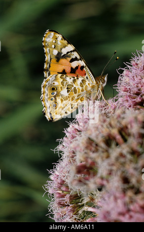 Dipinto di lady butterfly Vanessa cardui seduto sul fiore giardino Foto Stock