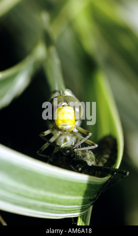 Southern hawker libellula Aeshna cyanea appena emerse dalla ninfa sul gambo di erba Foto Stock