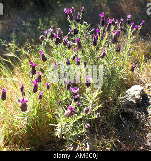 Lavanda, Lavandula stoechas crescita selvaggia, Andalusia, Spagna Foto Stock