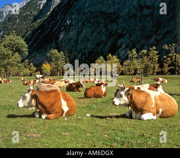 Cows, Engalm, Eng, Karwendel, Tyrol, Austria Foto Stock