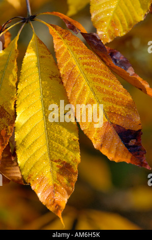 Indian Ippocastano Aesculus indica Foto Stock